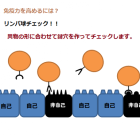アイキャッチリンパ球の役割